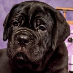 Cane Corso Kane Korso TOP KVALITET