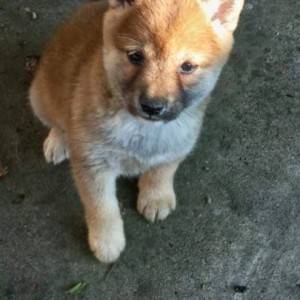 Shiba Inu prelepi stenci