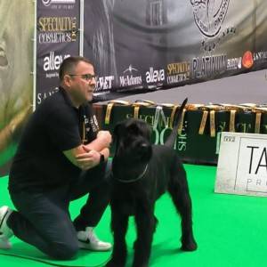 Veliki Crni Snaucer prelepi stenci