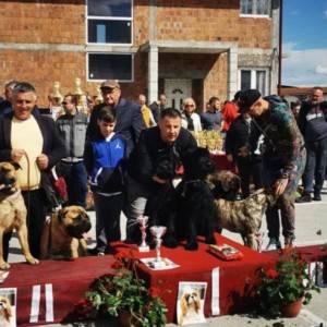 Veliki Crni Snaucer prelepi stenci