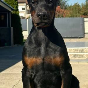 Doberman stenci