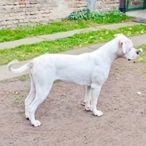 Američki buldog zenke na prodaju