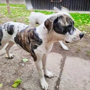 Američki buldog zenke na prodaju