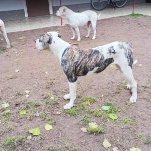 Američki buldog zenke na prodaju
