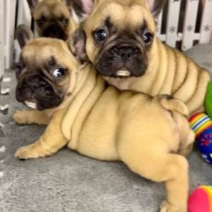 Francuski Buldog vrhunski štenci