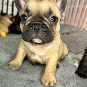 Francuski Buldog vrhunski štenci