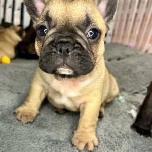 Francuski Buldog vrhunski štenci