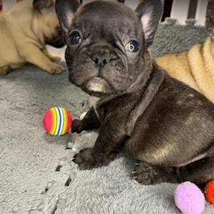 Francuski Buldog vrhunski štenci