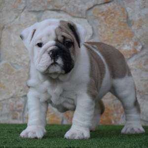 Engleski buldog-parenje