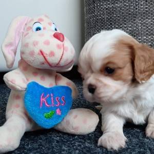CAVALIER KING CHARLES ŠPANIEL štenci, moguća dostava, pomoć u odgoju i školovanju
