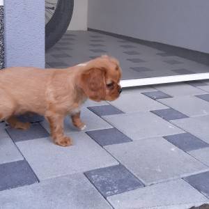 CAVALIER KING CHARLES ŠPANIEL štenci, moguća dostava, pomoć u odgoju i školovanju