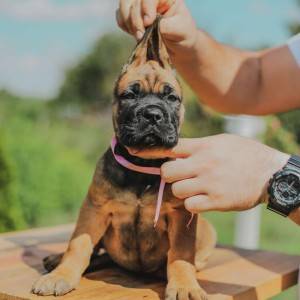 Cane Corso štenci