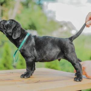 Cane Corso štenci