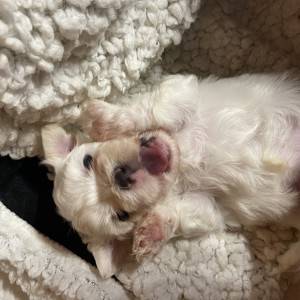 Mini maltezer štenci