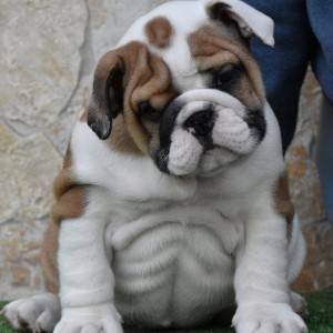 Engleski buldog-parenje