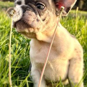 Francuski buldog stenci