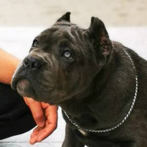 Cane Corso Kane Korso TOP KVALITET