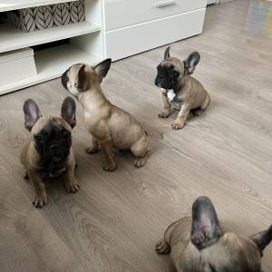 Francuski buldog štenci