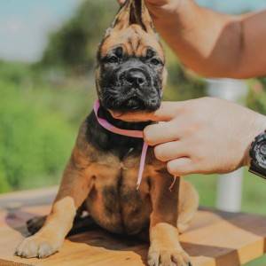 Cane Corso štenci