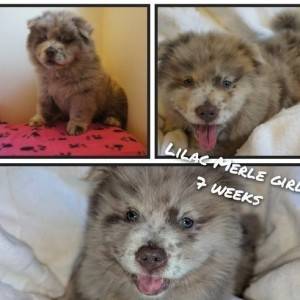 1 preostali Lilac Platinum KC Chow stene Rainbow leglo