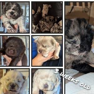 1 preostali Lilac Platinum KC Chow stene Rainbow leglo