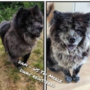 1 preostali Lilac Platinum KC Chow stene Rainbow leglo