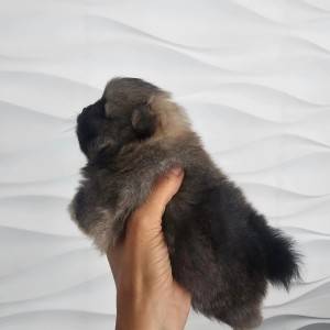 Pomeranac prelepo muško štene
