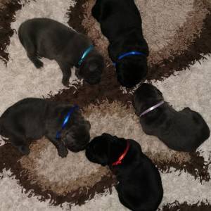 Cane Corso Kane Korso TOP KVALITET