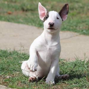 Mini Bull Terijer prelepi štenci