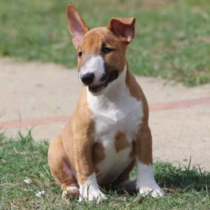 Mini Bull Terijer prelepi štenci
