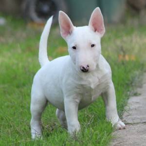 Mini Bull Terijer prelepi štenci