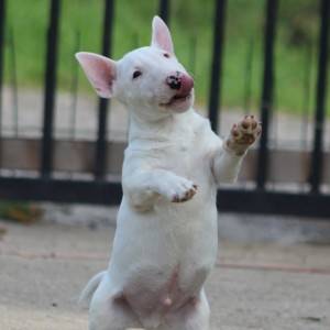 Mini Bull Terijer prelepi štenci