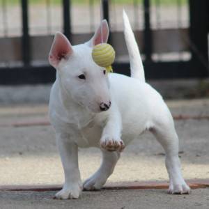 Mini Bull Terijer prelepi štenci