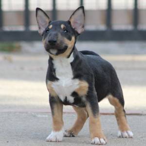 Mini Bull Terijer prelepi štenci