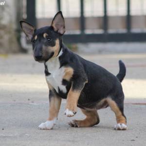 Mini Bull Terijer prelepi štenci