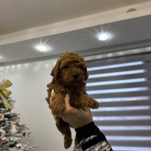 Toy i Mini Pudle štenci na prodaju