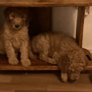 Kraljevska Aprikot Pudla štenci