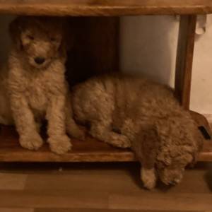 Kraljevska Aprikot Pudla štenci
