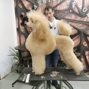 Kraljevska Aprikot Pudla štenci