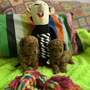 Prelepe Toy Pudle stenci