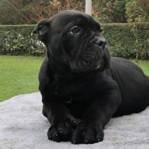 Cane Corso Kane Korso TOP KVALITET