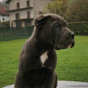 Cane Corso Kane Korso TOP KVALITET