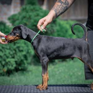Doberman stenci