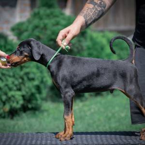 Doberman stenci