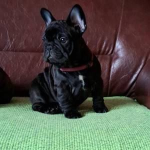 Francuski Buldog PRELEPI štenci