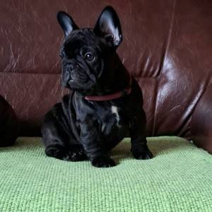 Francuski Buldog PRELEPI štenci