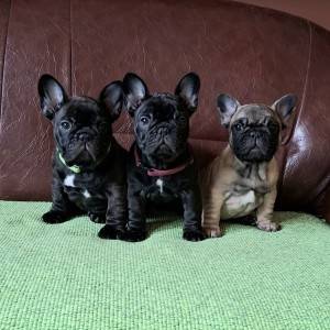 Francuski Buldog PRELEPI štenci