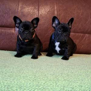 Francuski Buldog PRELEPI štenci