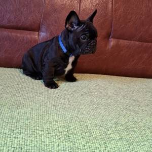 Francuski Buldog PRELEPI štenci