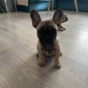 Francuski buldog štenci